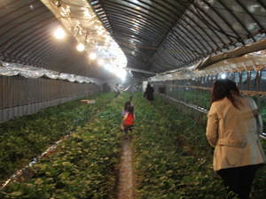 naitosutoroberi- 004.jpg